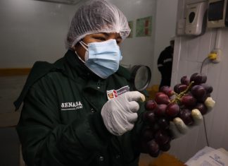 SENASA: No se han suspendido las certificaciones fitosanitarias