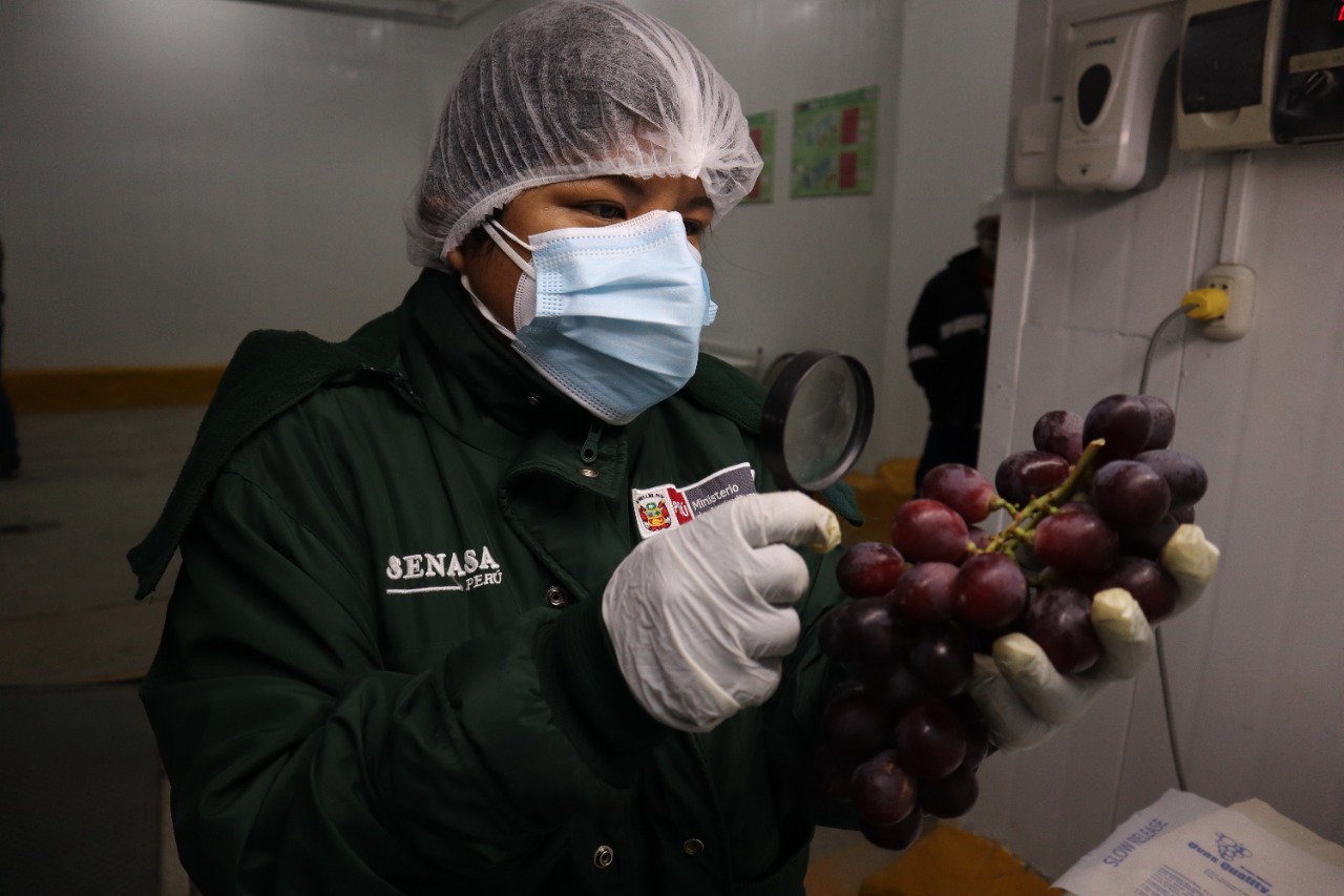 SENASA: No se han suspendido las certificaciones fitosanitarias