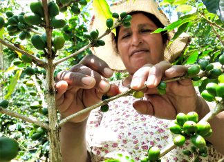 Productores ya cuentan con Sello Nacional de Producción Orgánica