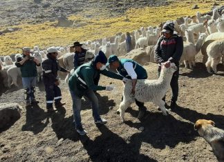 SENASA despliega jornada de atención sanitaria para proteger alpacas en Ayacucho