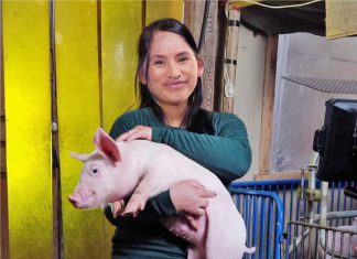 Perú declara a 11 regiones como zona libre de Peste Porcina Clásica