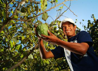 MIDAGRI: Agricultura familiar podrá exportar Chirimoya a Guatemala y Ecuador