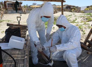 SENASA declara alerta sanitaria por Influenza Aviar H5N1 en aves silvestres