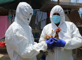 SENASA mantiene bajo control casos de influenza aviar en aves domésticas