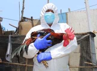 SENASA declara la emergencia sanitaria por influenza aviar en aves domésticas