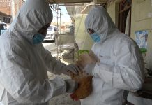 SENASA controla casos de influenza aviar en aves domésticas en Cajamarca