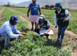 Ica: Habilitan nuevos lugares de producción de sandía y zapallo que podrán exportar a Chile