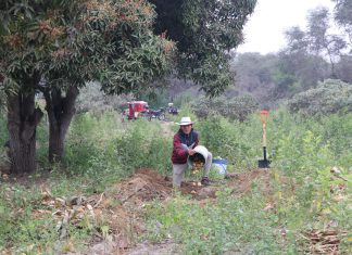 SENASA intensifica acciones fitosanitarias para erradicar las moscas de la fruta en la región Lambayeque