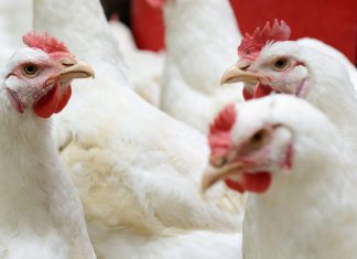 Influenza aviar: Consumo de productos avícolas frescos o congelados no representan riesgo de contagio