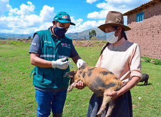 SENASA vacunará a más de 2 millones de cerdos en 15 regiones del país