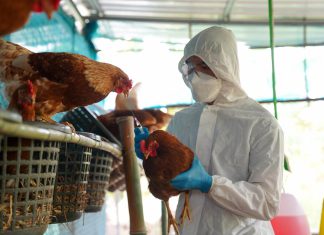 Perú se prepara para vacunar aves domésticas y contrarrestar influenza aviar