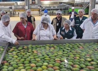Piura: Ministra Nelly Paredes supervisó acciones en plantas de procesamiento de mango