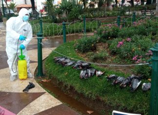 SENASA: Se descarta muerte de palomas por influenza aviar