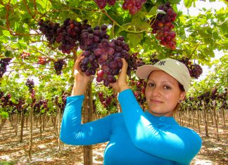 Se abre el mercado de Japón para las uvas peruanas