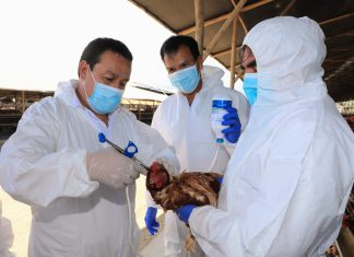 Perú inicia vacunación contra influenza aviar