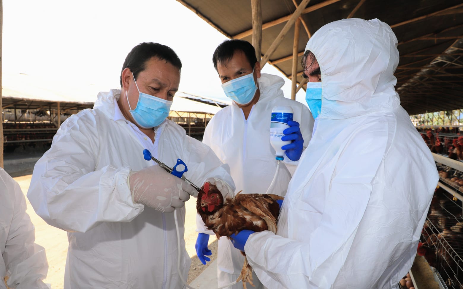 Perú inicia vacunación contra influenza aviar - SENASA al día