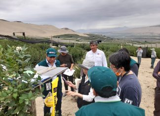 Procesos de exportación de arándano superan auditoría de Taiwán