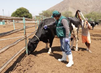 MIDAGRI: SENASA anuncia vacunación gratuita a más de 150 mil animales contra el ántrax