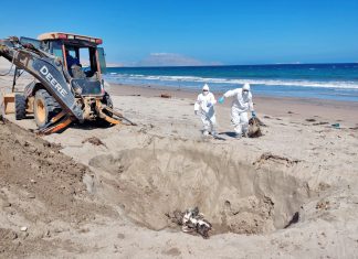 MIDAGRI: Perú redobla esfuerzos ante aumento de casos de gripe aviar en aves y mamíferos