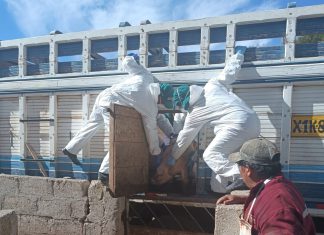 MIDAGRI: Intervienen cargamento de cerdos de contrabando en Puno