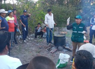 Escuelas de campo mejoran técnicas de producción de cebolla en Ayacucho