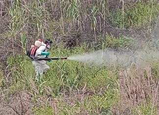 MIDAGRI: Despliegan acciones de control de langosta en Apurímac