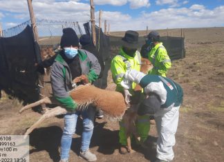 Ayacucho: SENASA protege a población de vicuñas contra la sarna