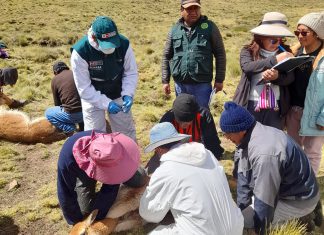 MIDAGRI: SENASA atiende a vicuñas en chaccus ancestrales de Yauli – Junín