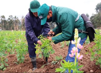 SENASA mantiene atención de ocurrencia de plagas en todo el país