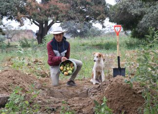 FEN Niño Global: Lo que debes saber para que la mosca de la fruta no afecte tu producción