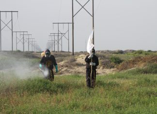 MIDAGRI: Plan de intervención del SENASA protege la agricultura nacional de la langosta