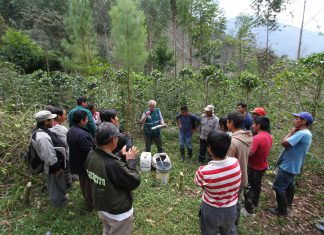MIDAGRI: Fortalecen acciones de prevención y control de plagas en cultivos