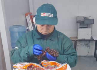 MIDAGRI: Perú inicia exportaciones de uva de mesa a Japón