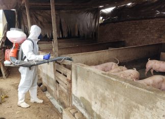 SENASA inicia simulacro de prevención por Peste Porcina Africana (PPA)