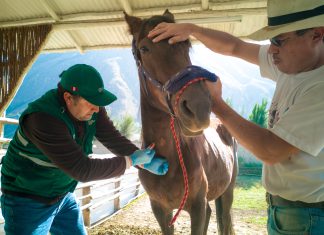 Perú suspende importación de equinos vivos de Argentina y Uruguay